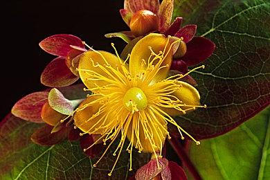 传《GTA6》有重大在线模式 已开发10年