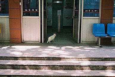 强强联合？《街头霸王6》×《怪物猎人：荒野》发布联动宣传片